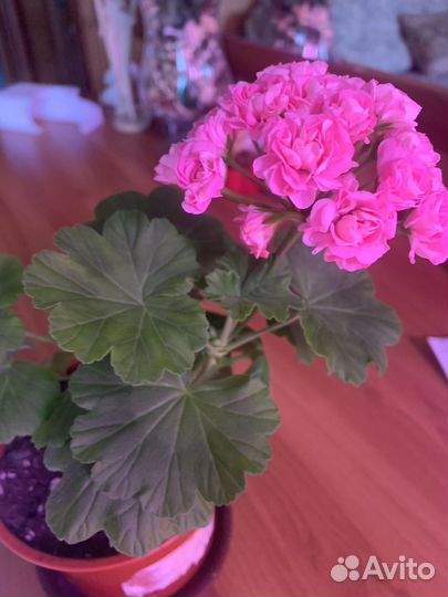 Пеларгония герань