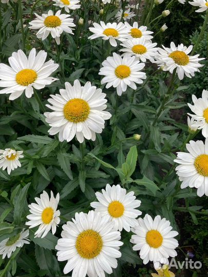 Нивяник (крупная ромашка)