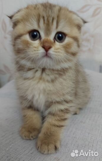 Зеленоглазые шиншиллы