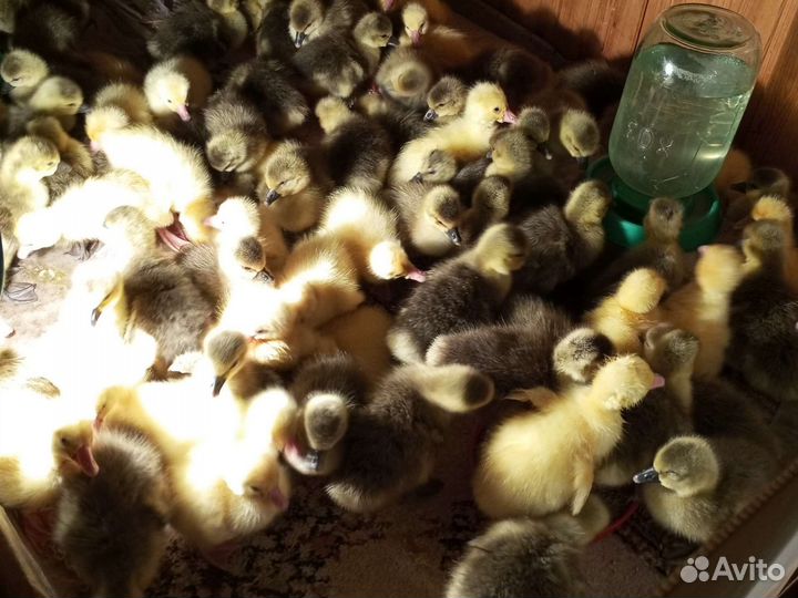 Гусята Линда+ холмогор