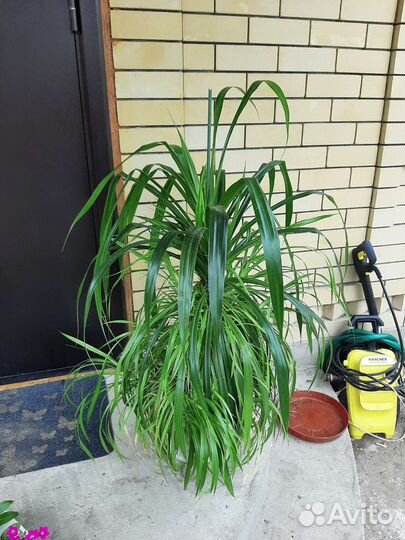 Пальма панданус