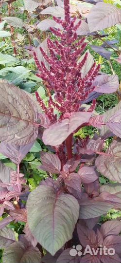 Семена Амарант чайный- Валентина