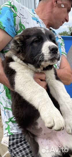 Щенки сао алабай