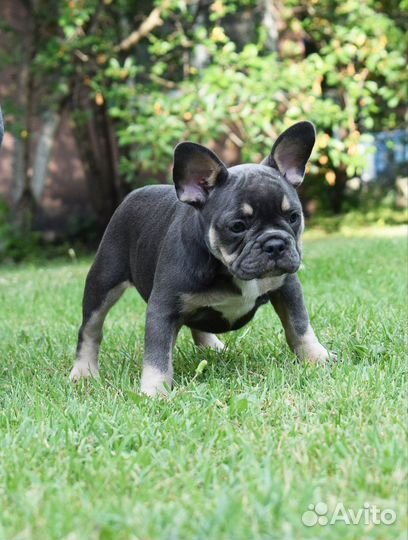 Французский бульдог