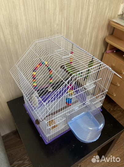 Волнистый попугай с клеткой
