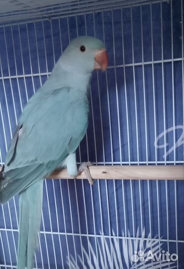Попугай александрийский выкормыши
