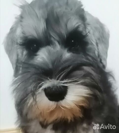 Щенок служебной и миниатюрной породы