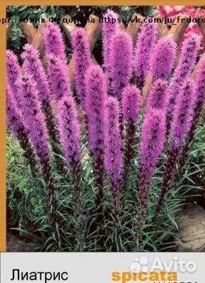 Многолетние цветы, саженцы