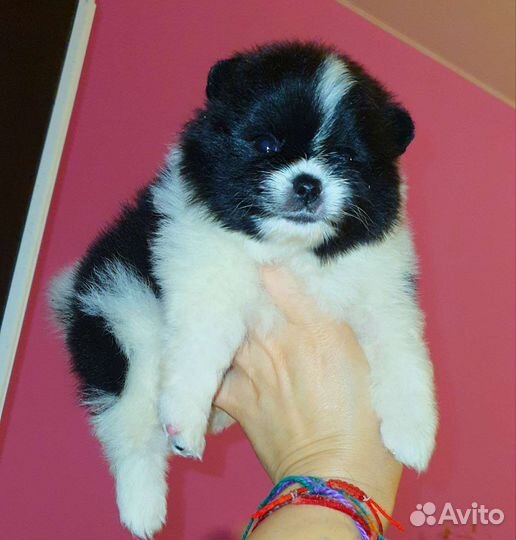 Супер микро кукольный медвежонок шпиц,доставка