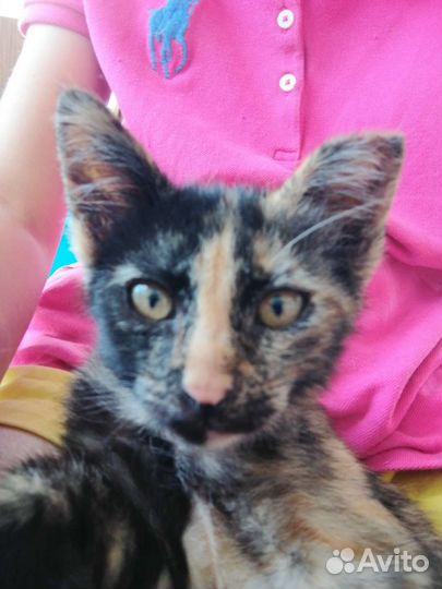 Котики и кошечки бесплатно в добрые руки