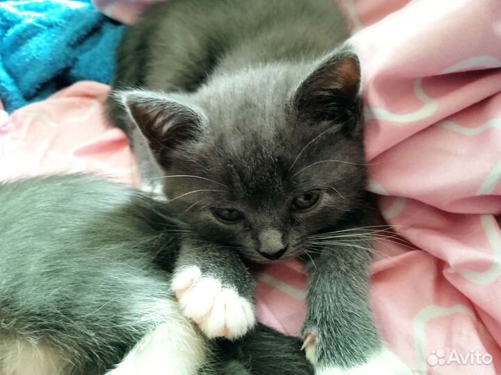 Метиз Британца котята