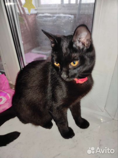 Котейка в любящие ручки