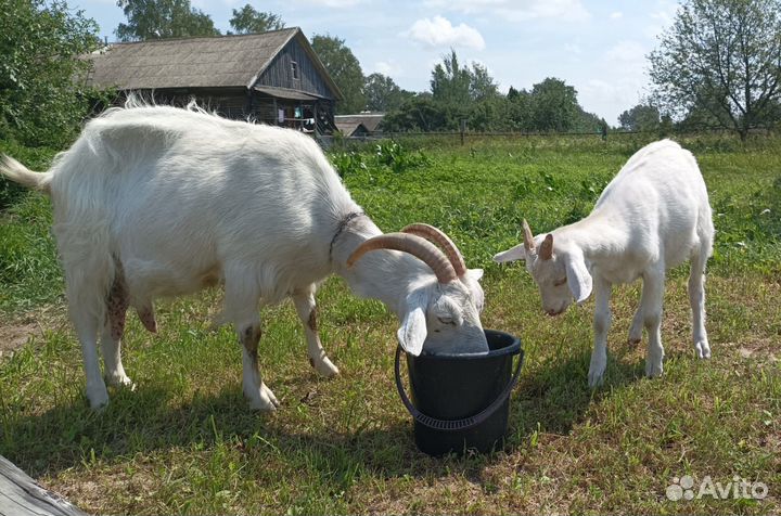 Коза дойная