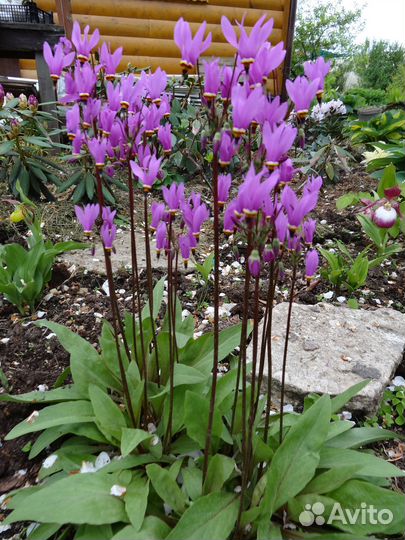 Многолетние цветы