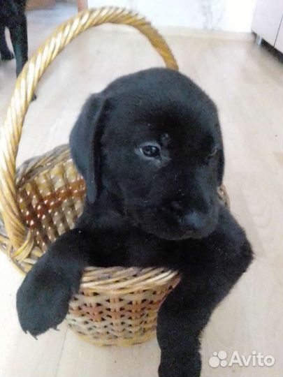 Щенки лабладора