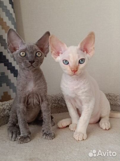 Котик девон-рекс