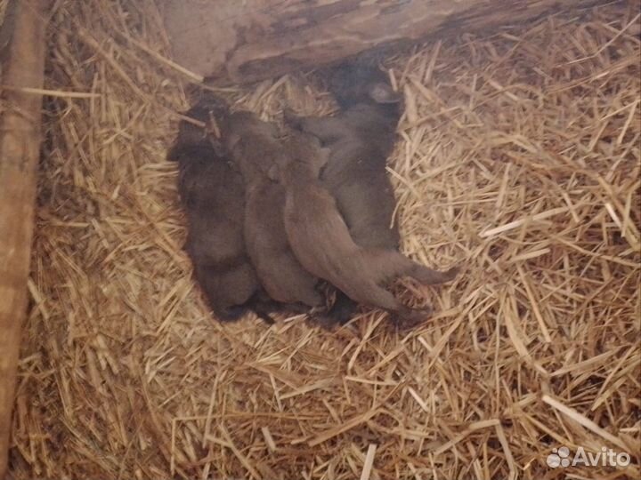 Щенки курцхаара