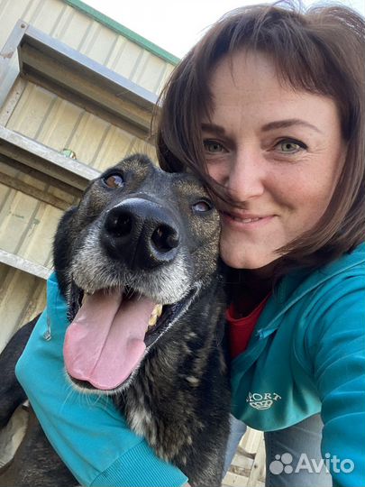 Собака в добрые руки