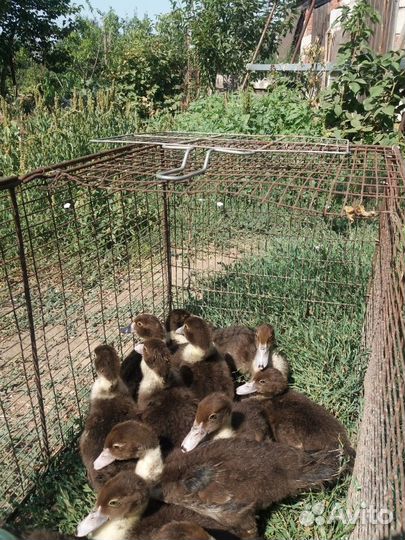 Индоутята и Индоутки