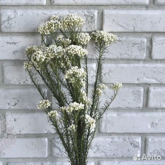 Цветы для творчества. Стабилизированные цветы