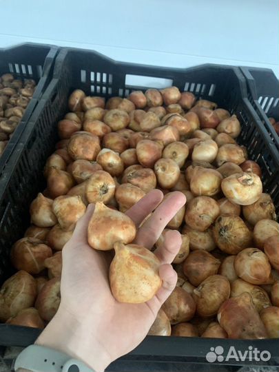 Луковицы тюльпанов