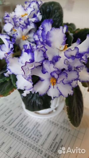 Фиалки махровые(листочки)