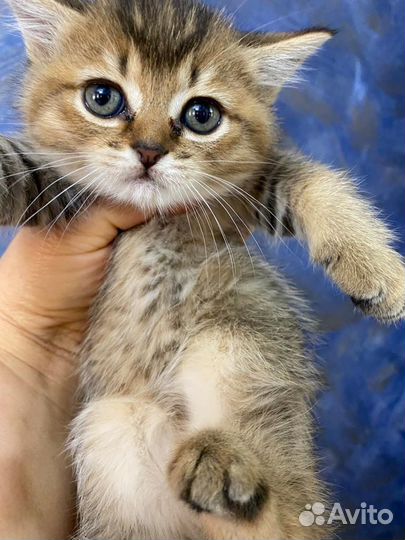 Шотландские котята