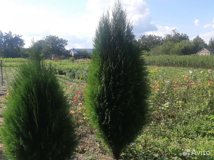 Можевельник туи