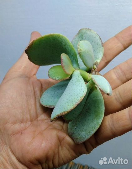 Крассулы оваты NEW 06.10.23