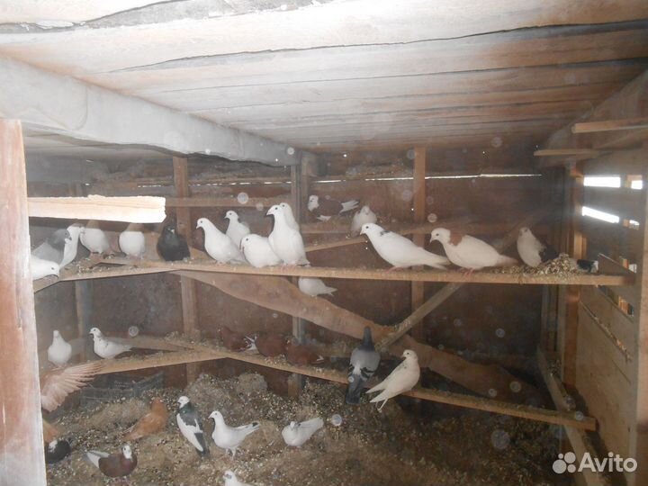 Г О Л У Б И домашние