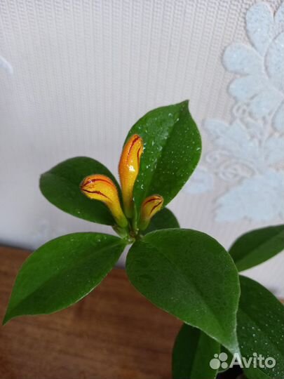 Эсхинантус