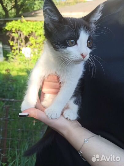 Кошка бесплатно