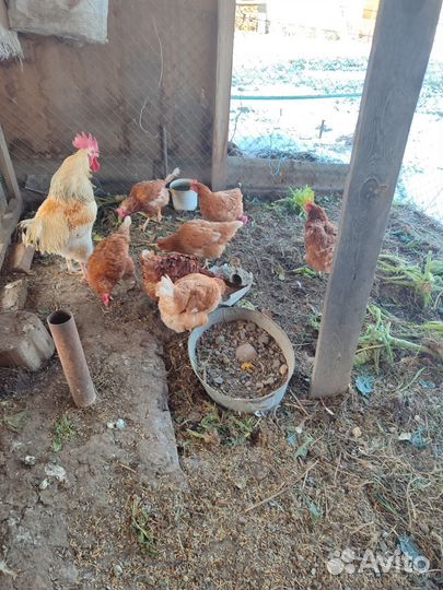 Куры несушки ломан Браун