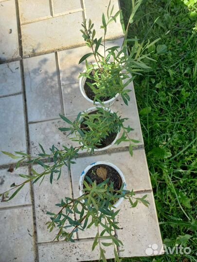 Ива шаровидная