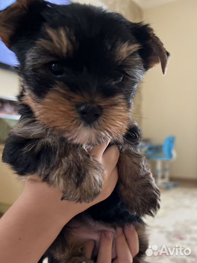 Йоркширский терьер щенки