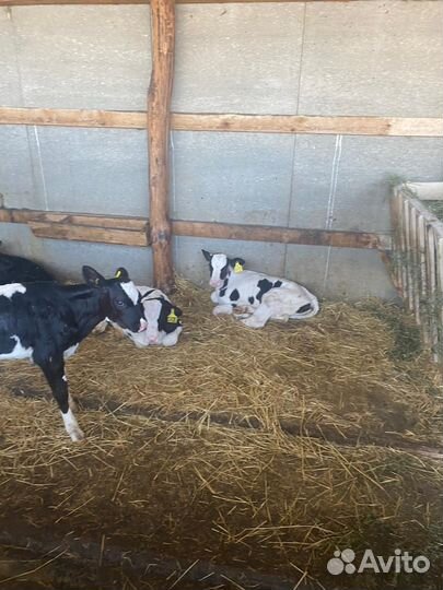 Телята и телки