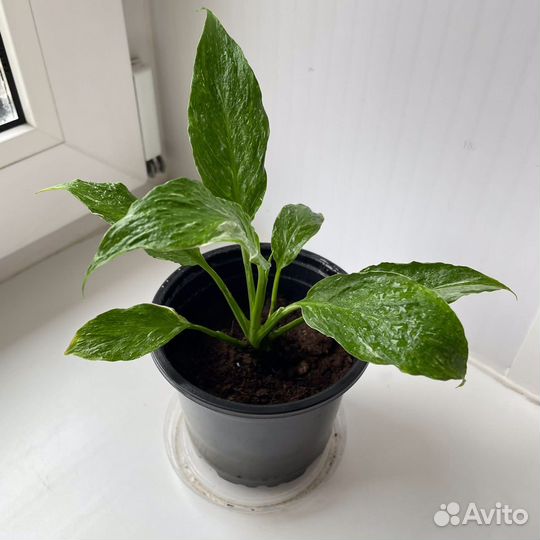 Спатифиллум домино пестролистный