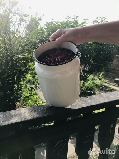 Красная смородина