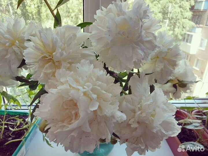 Пионы сортовые саженцы