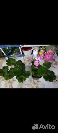 Пеларгонии, бегонии, колеусы, бальзамины и другие