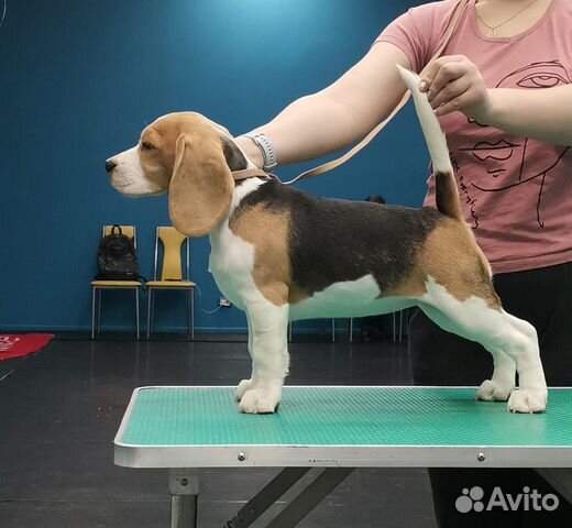 Бигль
