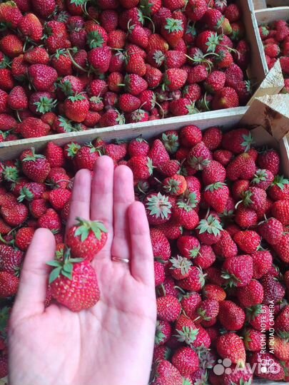 Вкусная клубника из Киргизии бесплатная доставка