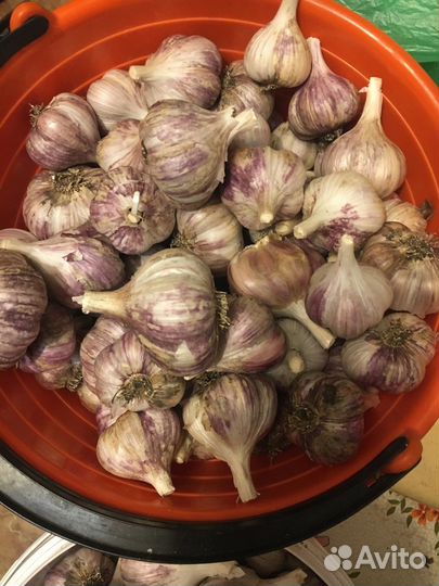 Чеснок