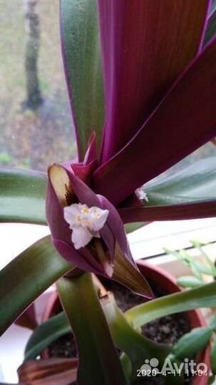 Комнатные цветы, в горшках