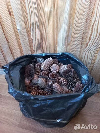 Шишки сосновые / еловые для творчества