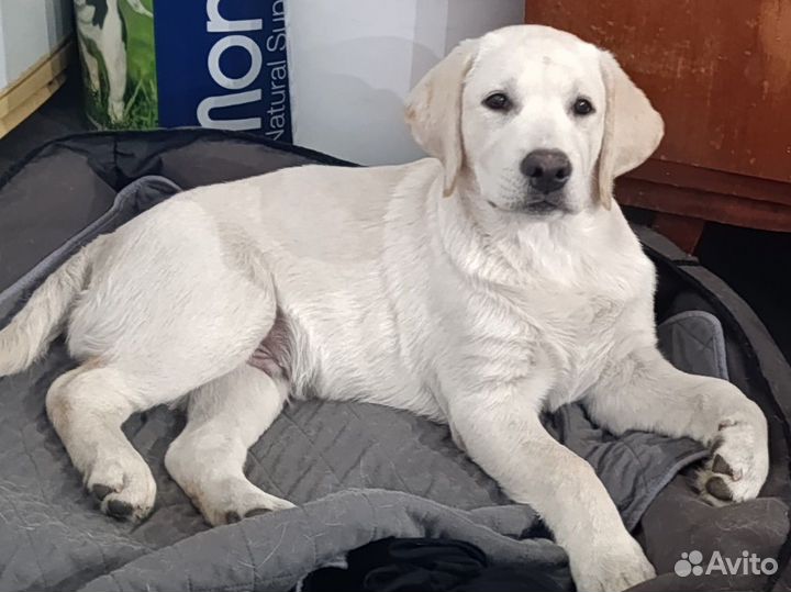 Палевый лабрадор щенок