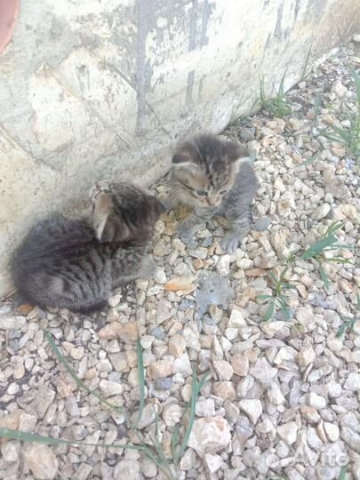 Котята девочки