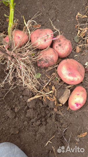 Семенной картофель