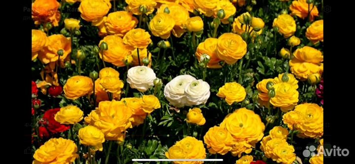 Ранункулюс луковицы