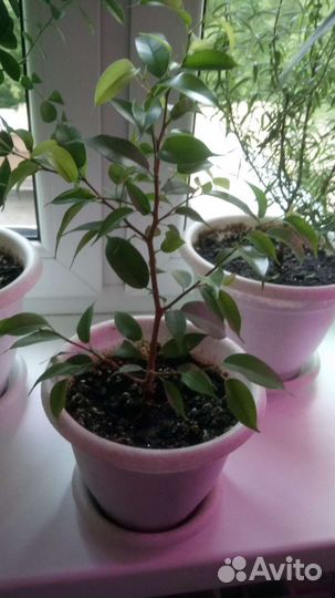 Фикус Наташа